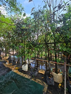 แอปเปิ้ลสตาร์2"