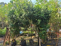 แก้วหิมาลัย2ม.