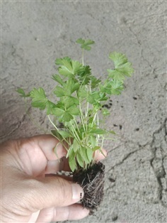 ต้นกล้า ต้นหอมแย้ กล้าละ 12บาท  ผักสะแงะ  