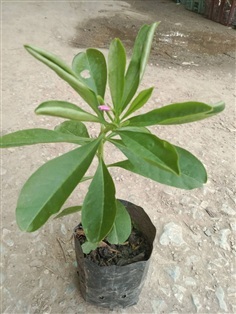 ต้นพันธุ์ โสมไทย พร้อมปลูกในถุงดำ 39บาท โสมไทย  