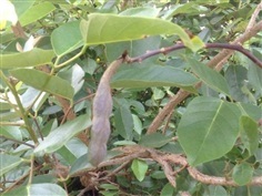 เมล็ดพันธุ์ ทองหลาง ทองหลางน้ำ ทองหลางกินใบ  