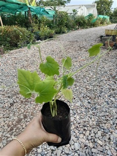 ต้นพันธุ์  มะระจีน  พร้อมปลูก ถุงดำ 30บาท  มะระจีน