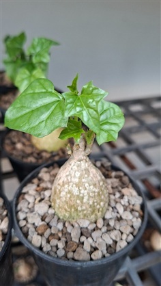 ตำลึงแอฟริกา Gerrardanthus lobatus 