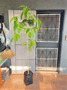 ต้นยวนผึ้ง