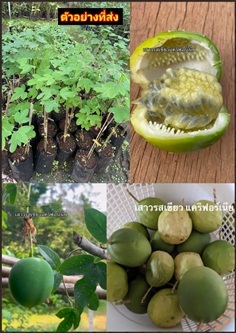 ต้นเสาวรสเขียว ต้น เสาวรส เขียว แคริฟอร์เนีย เสียบ