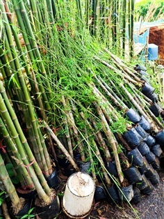 กิ่งพันธุ์ไผ่รวก