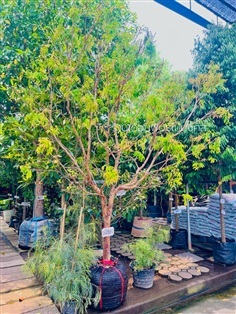 ต้นเสม็ดแดง