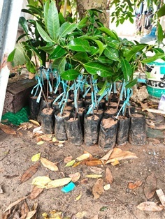 มะปรางสุวรรณบาต