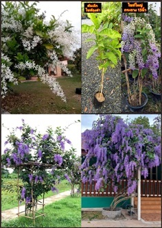 ต้น พวงครามออสเตรเลีย ต้นพวงคราม ออสเตรเลีย สีม่วง