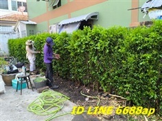 ขายต้นโมก โมกพวง โมกซ้อนและโมกทุกชนิดจัดส่งพร้อมปลูกทั่วกทม