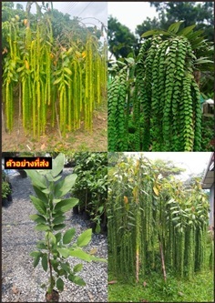 ต้นเปียนางฟ้า หรือ ต้นเกล็ดมังกร Dragon Jade Plant