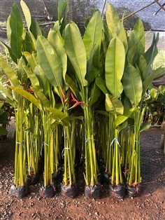 ต้นลอลินเลียน่า