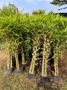 ไผ่น้ำเต้า