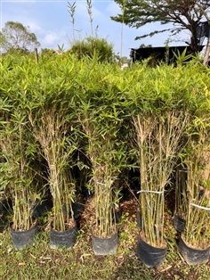 ไผ่หลอดจีน