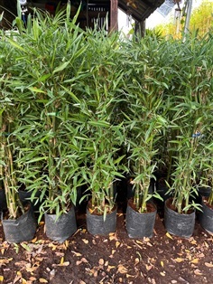 ไผ่เงิน