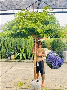 ต้นแก้วเจ้าจอม