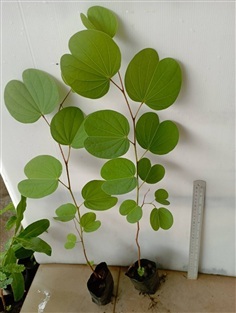 ต้นส้มเสี้ยว