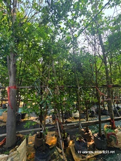 มะกรูด1.5