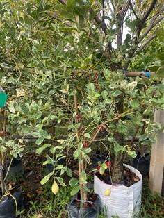 เลม่อนด่าง