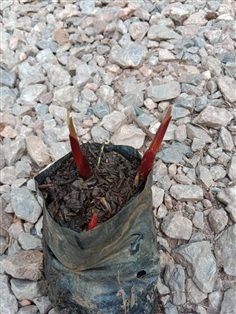 ต้นพันธุ์ กระชายแดง หน่อกระชายแดง พร้อมปลูกในถุงดำ