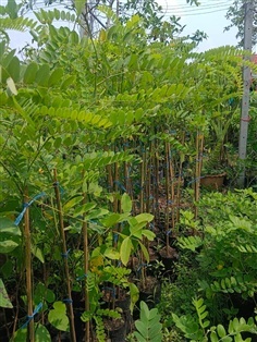 ต้นชัยพฤกษ์