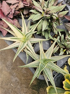 ว่านหางจระเข้ด่างต้นใหญ่ลายสวย "Aloe variegated"