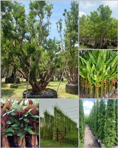 รับจัดสวน เลือกต้นไม้ตามต้องการ