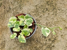 พลูงาช้างลายสวย สามารถปลูกในบ้านได้ เพิ่มความสดชื่