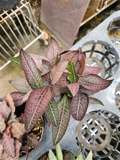 ต้นฟรองซัวร์ใบสีชมพูสวยหวาน "E. Francoisii"