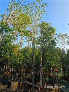 พุดภูเก็ต4"++