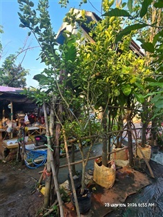 มะนาวไข่2"