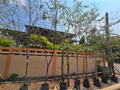 รวงผึ้ง2"