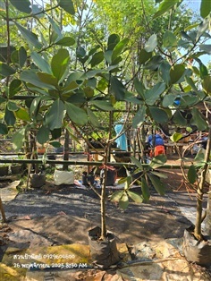 เกล็ดกระโห้เขียว สูง1.5ม.