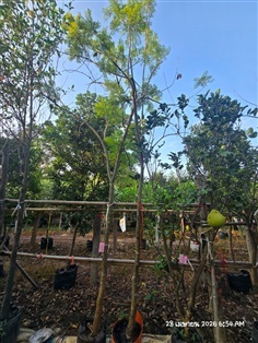 ศรีตรัง2"+