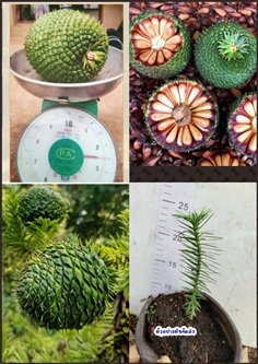 ต้นสนสนพารานา ต้นสนปารานา Paran? Pine ???? เพาะเมล