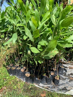 กระถินเทพา ต้นกระถินเทพา ส่งเก็บปลายทาง 