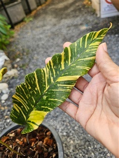 เฟิร์นไพโรเซียต้นใหญ่ลายสวย สีจัดจ้านมากค่ะ