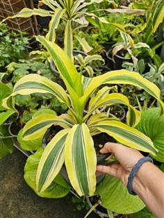วาสนาวิคตอเรีย "Dracaena fragrans victoria"