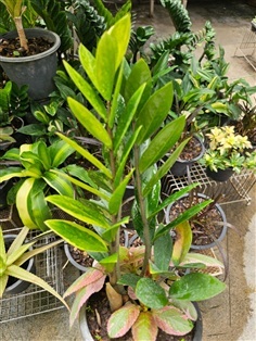 ต้นกวักมรกตด่างลายสวยและพรมญี่ปุ่นด่าง สีสดสวยมาก