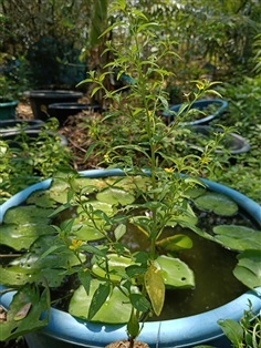 เทียนนา