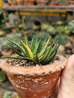 ต้นม้าลายด่างเหลืองลายสวยสีสวยมาก "Haworthia at