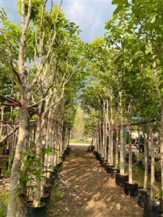 ต้นอินทนิล