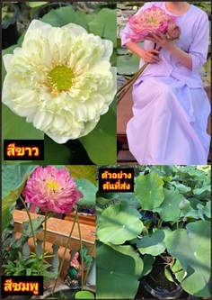 ต้น บัวหลวง บัวสัตตบงกช Sacred Lotus ขาว ชมพู