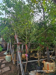 แก้วพวงดวงใจ2"