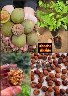 ต้นวอลนัท ต้นถั่ววอลนัท walnuts Southern walnut ju