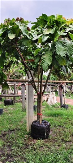 จิกเศรษฐี