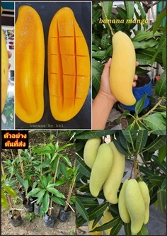 ต้นมะม่วงกล้วย เสียบยอด Banana mango พันธุ์แท้นำเข
