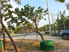 ต้นหว้าน้ำโขงเอน