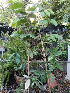 ต้นมหาพรหม