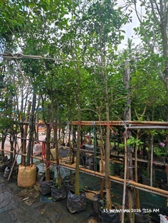 ปีบขาว3"